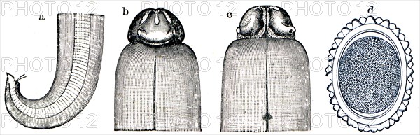 Ascaris lumbricoides.