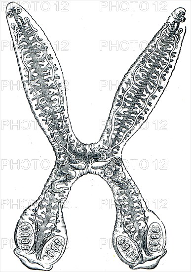 Diplozoon paradoxum.