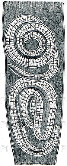 Free trichina in the muscle fibers.