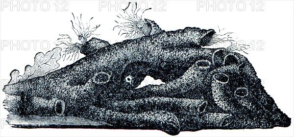 Hermella - Sabellariidae hermella family, who live in cold or temperate seas built halkalisolucan genus of hairy.