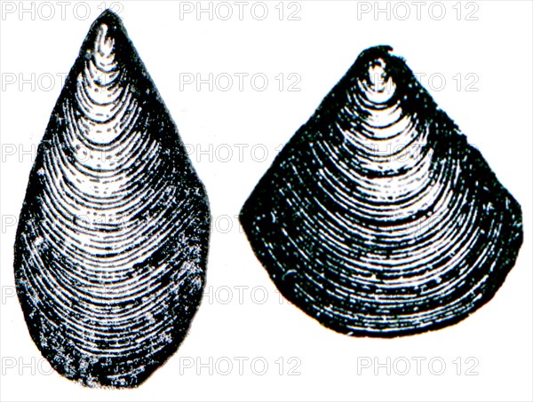 Cambrian and Silurian systems fossil organisms.