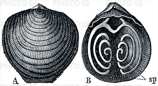 Cambrian and Silurian systems fossil organisms.