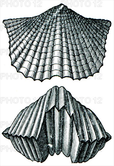 Brachiopod Orhis lynx rear shutter and front view.