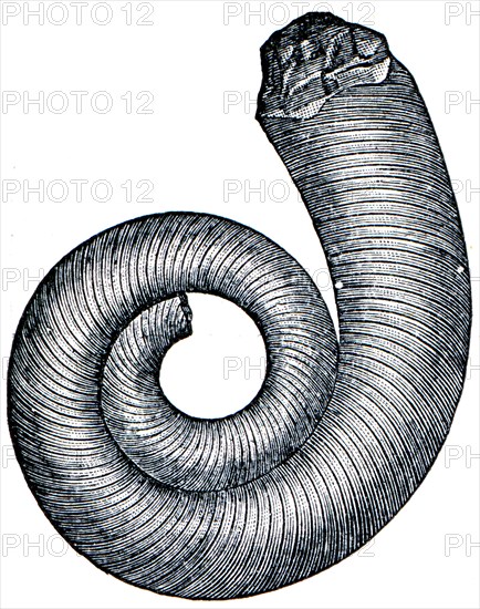 Cambrian and Silurian systems fossil organisms.