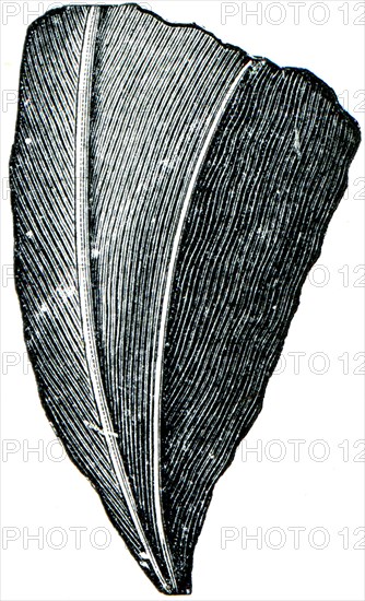 Corals Streptelasma europenium.