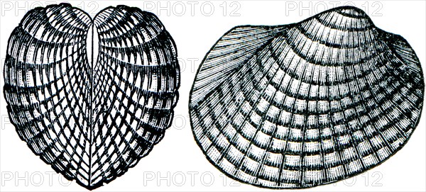 Konhiferyi Cardiolainterrupta.