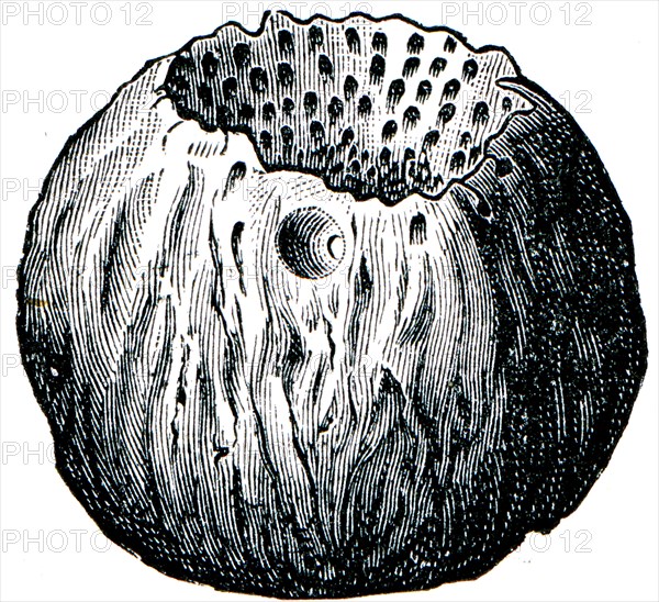 Sponge Astylospongia praemorsa.