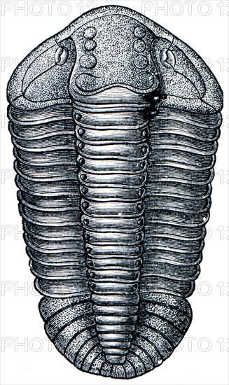 Trilobite Calimens Binmenbachii.