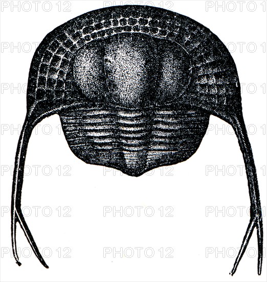 Trilobite Trinucleus Pongerardi.