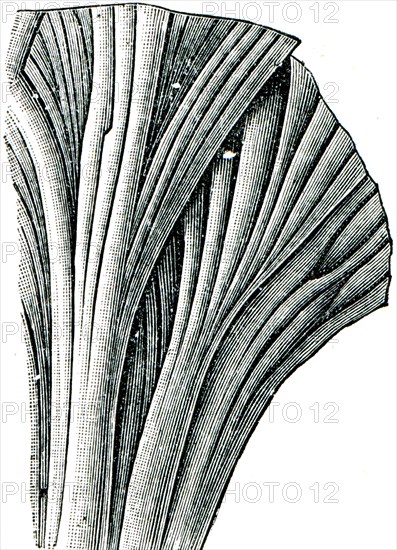 Weed Phycodes circinnatus.