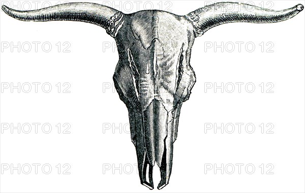 Aurochs - bos primigenius.