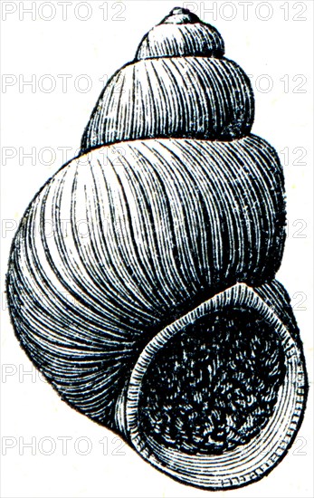 Gastropoda - Paludina diviana.