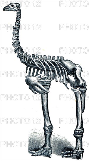 Giant moa - Dinornis.