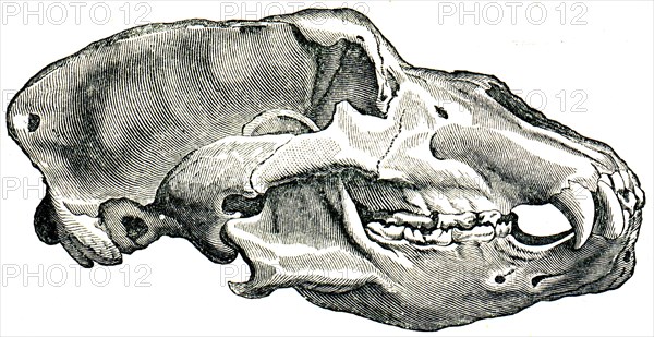 Skull Cave Bear.