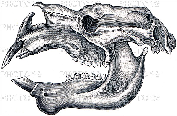 Skull of Giant Wombat or the Rhinoceros Wombat.