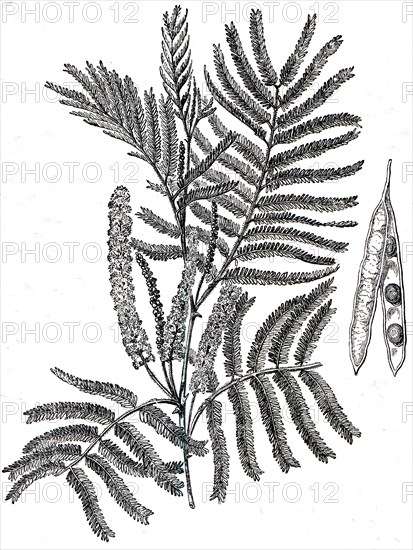 Mimosa catechu.