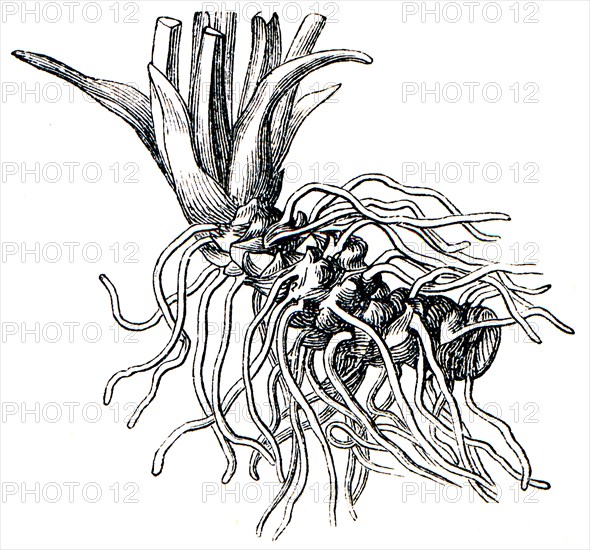 Rootstock True oxlip -Primula elatior.