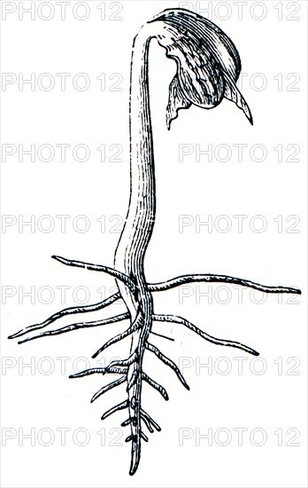 Rootstock sprouting beans.