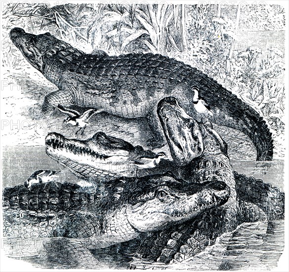 Nile Crocodile.