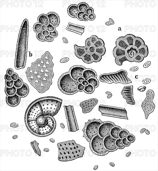 Microscopic preparation of chalk.