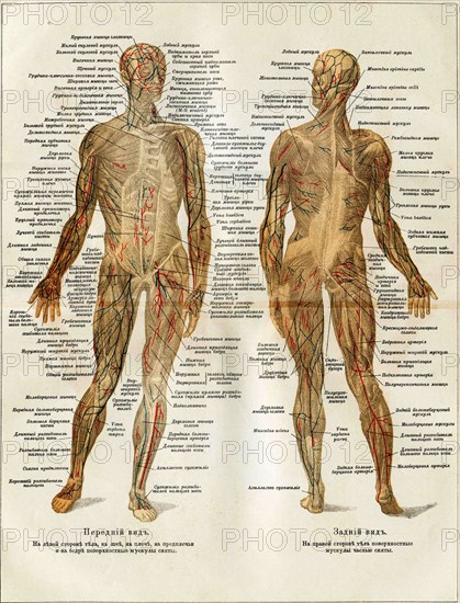 Muscles of the human.