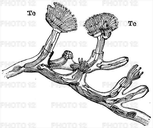 Six specimens Plumatella repens.