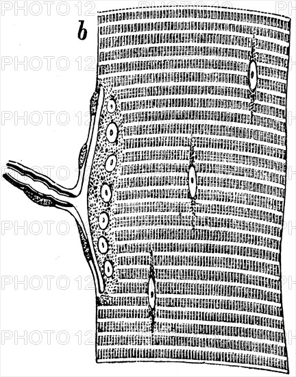 Smooth muscles of the lizard.