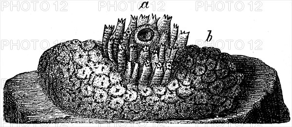 Amaroecium densum.