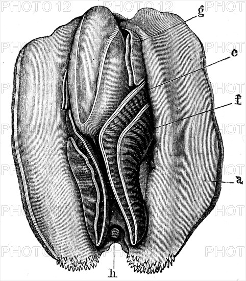 Anodonta anatina.