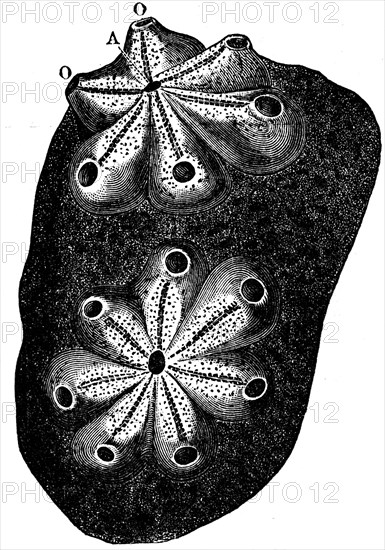 Botryllus.