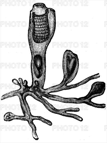 Clavellina lepadiformis.