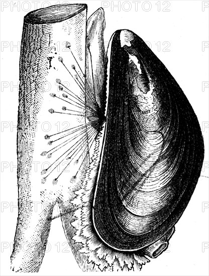 Cockle.