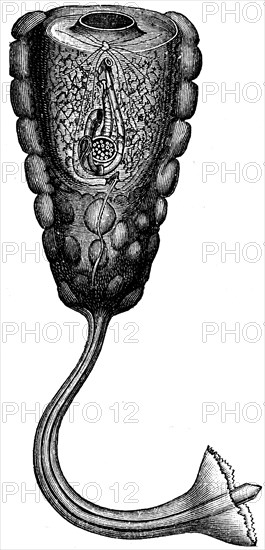 Hypobythius calycodes.