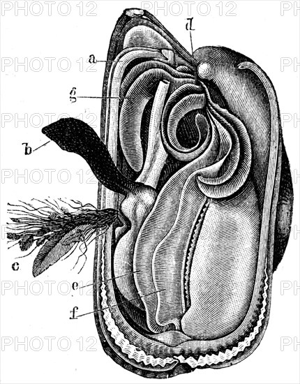 Mytilus edulis.