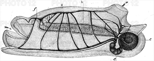 Salpa maxima.