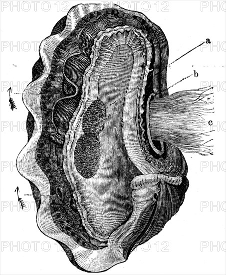 Tridata mutia.