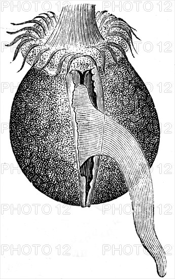 Woodworm - Teredo fatalis larva.