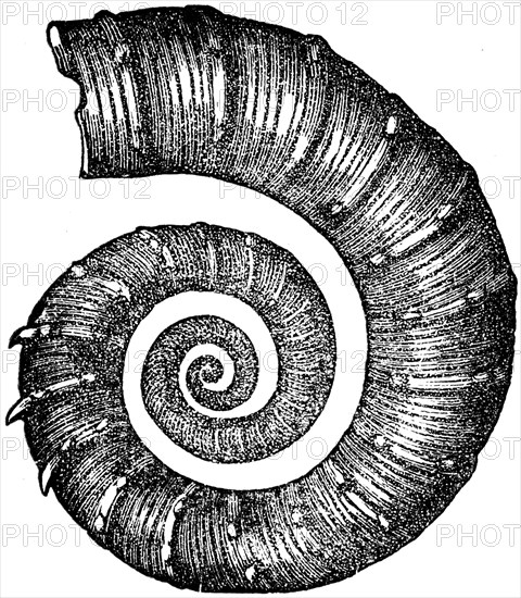 Ammonite.