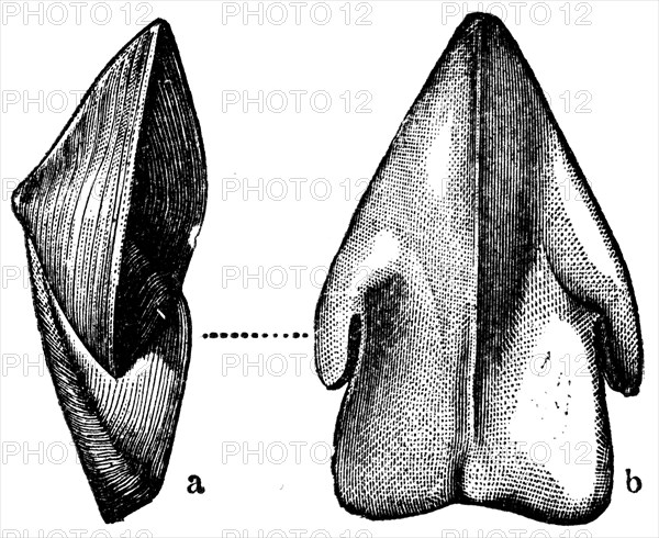 Rhizopods.