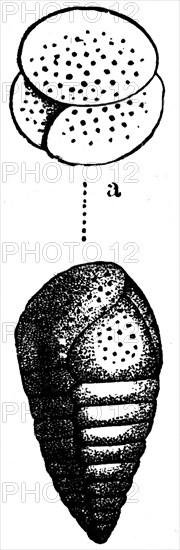 Rhizopods.