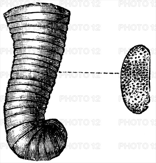 Rhizopods.