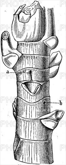 End of trunk.