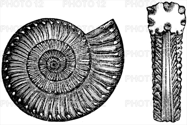 Ammonites bucklandi.