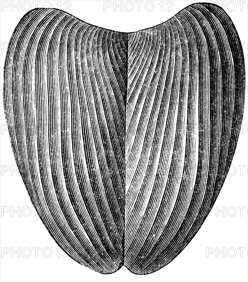 Aptyhus camellosis.