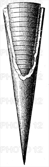 Belemnite with Phragmoconus.