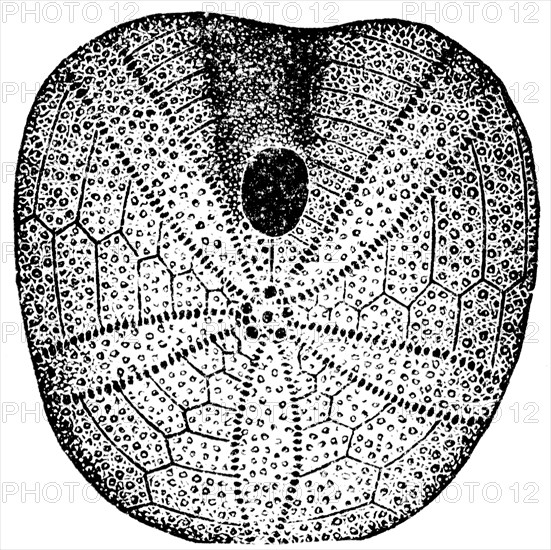 Echinobrissus scutatus, sea urchins.