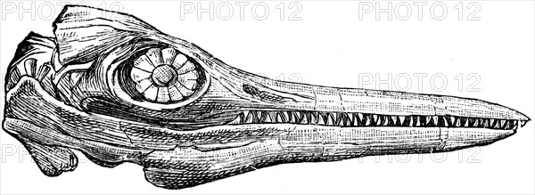 Ichthyosaur skull.