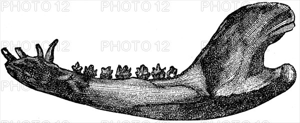 Lower jaw of marsupial mammals.