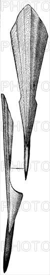 Restored full skeleton belemnites.