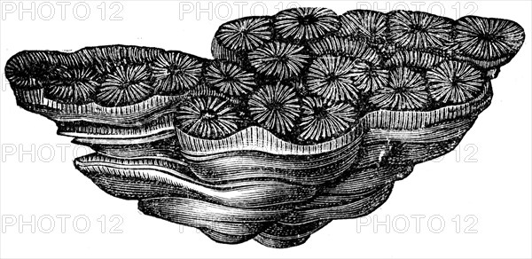 Thamanasterraea prolifera, coral.